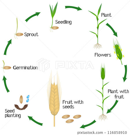 Cycle of a rye plant growth isolated on white background. 116858910