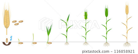 Cycle of growth of a rye plant on a white background. Cycle of growth of a rye plant on a white background. 116858921