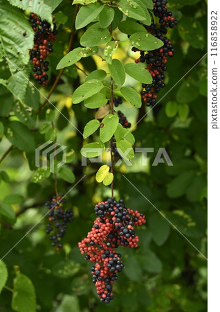 Bear willow fruit 116858922
