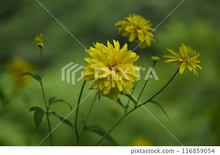Yellow flowers blooming in the field in early summer 116859054
