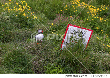 Puffin standing near bird sanctuary sign in iceland Puffin standing near bird sanctuary sign in iceland 116859364