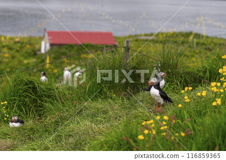 Atlantic puffins standing on grassy cliff with red roof house Atlantic puffins standing on grassy cliff with red roof house 116859365