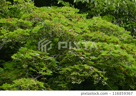 Maple samara Maple samara 116859367
