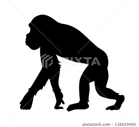 Chimpanzee icon Chimpanzee icon 116859409
