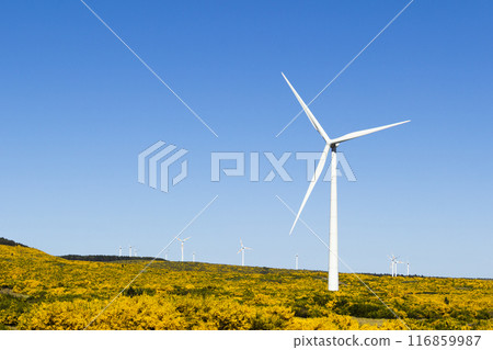 Wind Turbines in Blooming Yellow Field on Sunny Day. Blue Sky. Madeira, Portugal Wind Turbines in Blooming Yellow Field on Sunny Day. Blue Sky. Madeira, Portugal 116859987