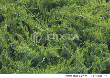 Creeping juniper plant in summer, Juniperus horizontalis, beautiful green background, selective focus. Creeping juniper plant in summer, Juniperus horizontalis, beautiful green background, selective focus. 116860134