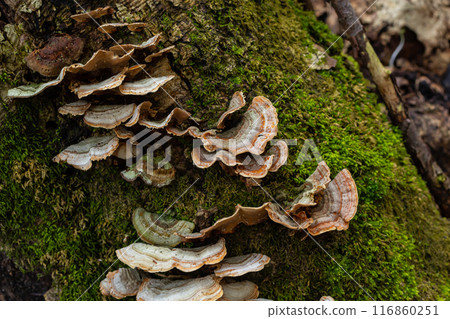 Trametes versicolor, also known as Polyporus versicolor, is a common polypore mushroom found throughout the world and also a well-known traditional medicinal mushroom growing on tree trunks 116860251