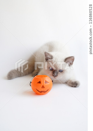 White kitten play with Halloween bucket 116860528