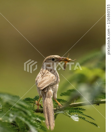 common babbler or Turdoides caudata closeup or portrait with insect in mouth killing or feeding in daylight natural green background at keoladeo national park bharatpur bird sanctuary rajasthan india 116860555