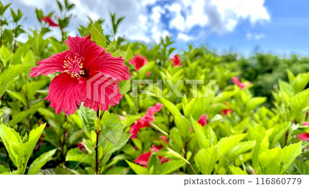 藍色的大海，藍天和紅色的芙蓉花 116860779