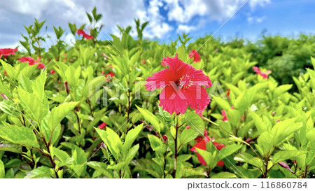 Blue Sky and Hibiscus Blue Sky and Hibiscus 116860784