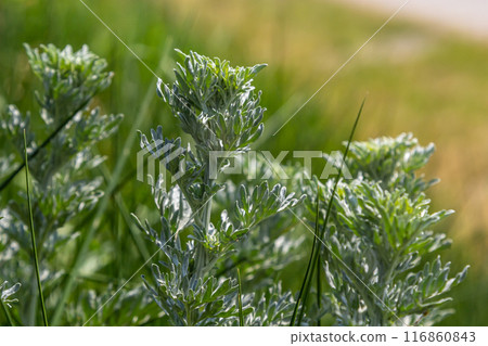 Silver green Wormwood leaves background. Artemisia absinthium, absinthe wormwood plant in herbal kitchen garden, close up, macro Silver green Wormwood leaves background. Artemisia absinthium, absinthe wormwood plant in herbal kitchen garden, close up, macro 116860843