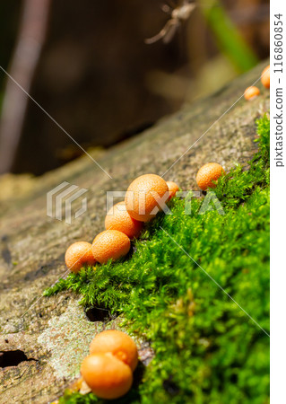Orange red slime mold mushroom Lycogala epidendrum in the autumn forest Orange red slime mold mushroom Lycogala epidendrum in the autumn forest 116860854