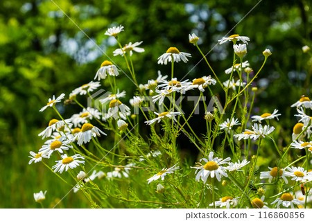Tripleurospermum maritimum Matricaria maritima is a species of flowering plant in the aster family commonly known as false mayweed or sea mayweed 116860856