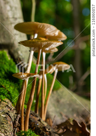 Edible mushroom Hymenopellis radicata or Xerula radicata on a mountain meadow. Known as deep root mushroom or rooting shank. Wild mushroom growing in the grass 116860857