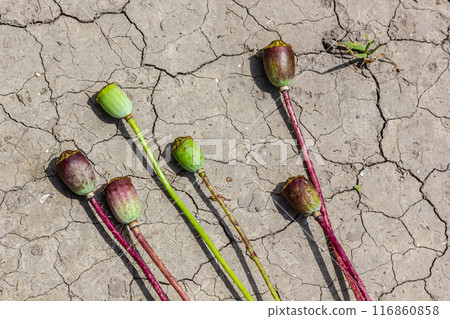 Drought field land with poppy seeds Papaver poppyhead, drying up soil cracked, drying up the soil cracked, climate change, environmental disaster and earth cracks, dry death for plants 116860858