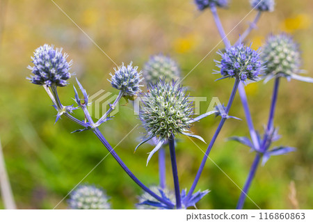 Eryngium Planum Or Blue Sea Holly - Flower Growing On Meadow. Wild Herb Plants Eryngium Planum Or Blue Sea Holly - Flower Growing On Meadow. Wild Herb Plants 116860863