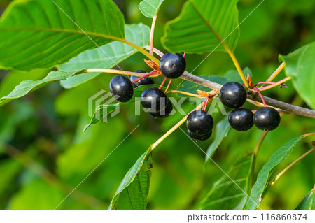 Leaves and fruits of the medicinal shrub Frangula alnus, Rhamnus frangula with poisonous black and red berries closeup 116860874