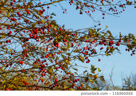 A detailed macro shot capturing the vibrant red hawthorn berries in their autumn splendor. These ripe berries are not only beautiful but also have medicinal properties A detailed macro shot capturing the vibrant red hawthorn berries in their autumn splendor. These ripe berries are not only beautiful but also have medicinal properties 116860888