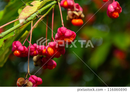 Euonymus europaeus, common spindle pink fruits closeup selective focus 116860890