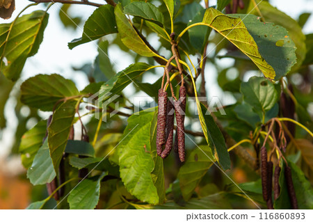 Speckled alders spread their seed through cone-like structures 116860893