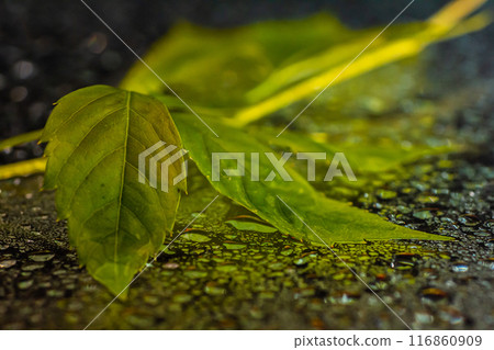 abstract background fall, glass drops autumn yellow leaves wet october weather 116860909