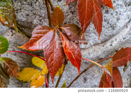 View of beautiful red discolored leaves of a Parthenocissus tricuspidata plant on a gray stone wall, copy space 116860920