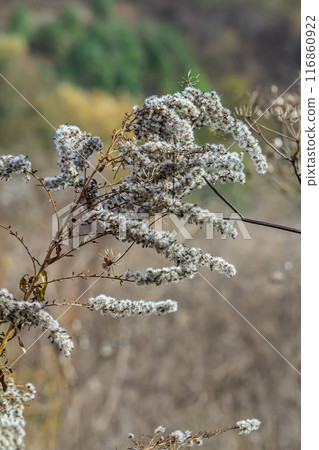 seeds with blow-balls of golden rod - Solidago canadensis wild plant at autumn 116860922