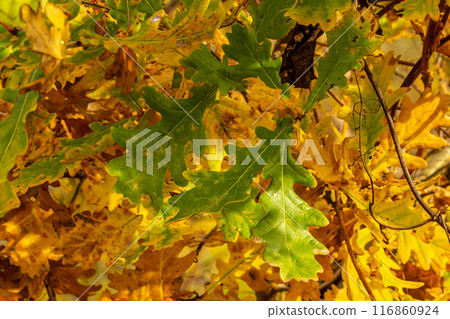 Oak branch with orange leaves in the forest in autumn. Nature background 116860924