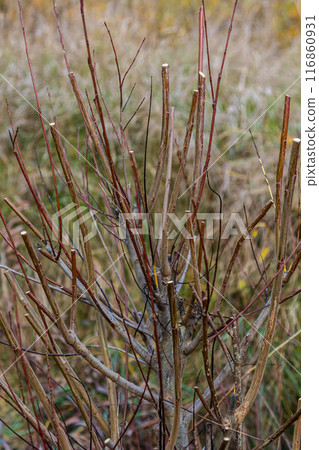 Salix purpurea purple willow or osier is a species of Salix native to most of Europe. Purple willow catkin, Salix purpurea Salix purpurea purple willow or osier is a species of Salix native to most of Europe. Purple willow catkin, Salix purpurea 116860931