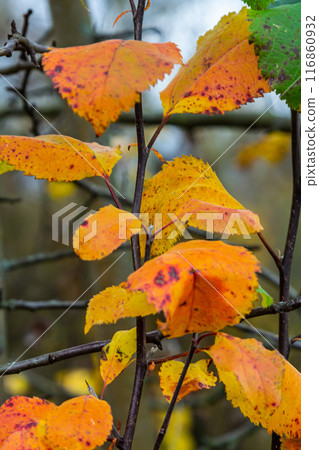 An image of autumn leaves with the forest background An image of autumn leaves with the forest background 116860932