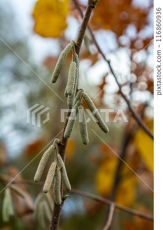 Hazel catkins in spring . the hazelnut blossoms hang from a hazelnut bush as harbingers of spring . hazelnut earrings on a tree against a blue autumn sky . Green male flowers of a common hazel 116860936
