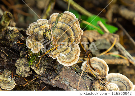 Trametes versicolor, also known as Polyporus versicolor, is a common polypore mushroom found throughout the world and also a well-known traditional medicinal mushroom growing on tree trunks Trametes versicolor, also known as Polyporus versicolor, is a common polypore mushroom found throughout the world and also a well-known traditional medicinal mushroom growing on tree trunks 116860942