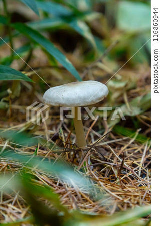 Lentil shanklet, also called appleseed coincap mushroom, Collybia tuberosa Lentil shanklet, also called appleseed coincap mushroom, Collybia tuberosa 116860944