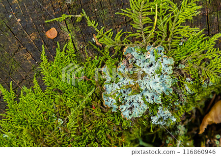 A close up of lichen Hypogymnia physodes on a old tree branch 116860946