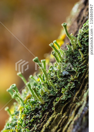 Close up of the trumpet lichen Cladonia fimbriata between stone flowers and moss on a rock Close up of the trumpet lichen Cladonia fimbriata between stone flowers and moss on a rock 116860947
