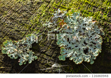 A close up of lichen Hypogymnia physodes on a old tree branch 116860948