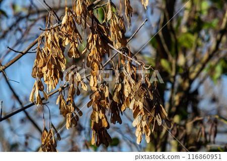 Yellow maple seeds against the blue sky. Macro. Maple branches with golden seeds on a clear sunny day. Close-up. Early spring concept. Bright beautiful nature background 116860951