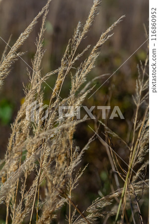 Inflorescence of wood small-reed Calamagrostis epigejos on a meadow 116860952