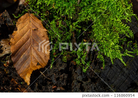 Precious drops of water from the morning dew covering an isolated plant of Ceratodon purpureus that is growing on the rock, purple moss, Burned ground moss on the stone, warm colours closeup 116860954