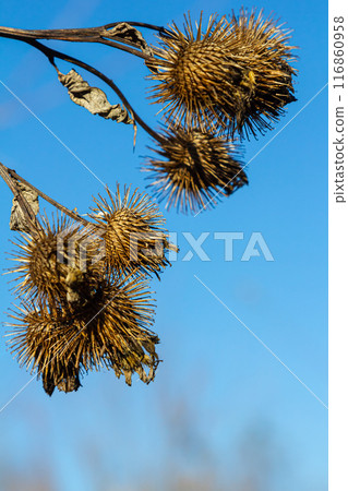 Arctium lappa, Lesser burdock dry seed heads. Arctium minus, autumn in the meadow with dried flowers burdock, commonly called greater burdock, edible burdock, lappa, beggar's buttons Arctium lappa, Lesser burdock dry seed heads. Arctium minus, autumn in the meadow with dried flowers burdock, commonly called greater burdock, edible burdock, lappa, beggar's buttons 116860958