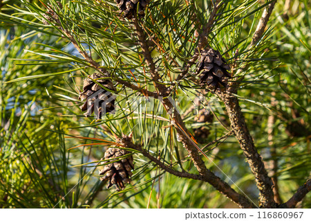 Close-up on a pretty pine cone hanging from its branch and surrounded by its green thorns. Pine cone, pine thorns, pine branch and blue sky 116860967