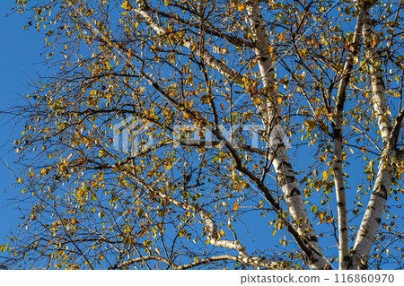Nice colorful autumn leaves. Autumn, nice sunny day in the afternoon. Top of the tree canopy. Tall birch tree Nice colorful autumn leaves. Autumn, nice sunny day in the afternoon. Top of the tree canopy. Tall birch tree 116860970