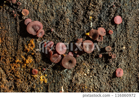 group much fungus on trunk Ascocoryne sarcoides 116860972
