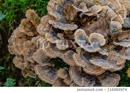Trametes versicolor, also known as Polyporus versicolor, is a common polypore mushroom found throughout the world and also a well-known traditional medicinal mushroom growing on tree trunks Trametes versicolor, also known as Polyporus versicolor, is a common polypore mushroom found throughout the world and also a well-known traditional medicinal mushroom growing on tree trunks 116860974