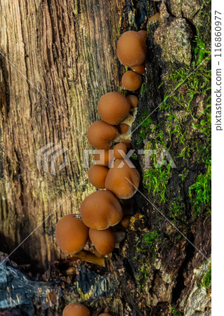 Psathyrella piluliformis Common Stump Brittlestem mushroom reddish-brown mushroom that grows steeply in groups, natural light 116860977