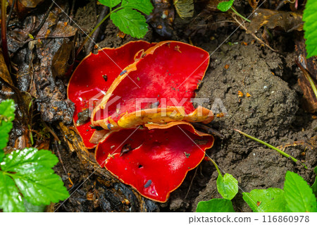 Spring edible red mushrooms Sarcoscypha grow in forest. close up. sarcoscypha austriaca or Sarcoscypha coccinea - mushrooms of early spring season, known as Scarlet elf cup. fresh fungus picking Spring edible red mushrooms Sarcoscypha grow in forest. close up. sarcoscypha austriaca or Sarcoscypha coccinea - mushrooms of early spring season, known as Scarlet elf cup. fresh fungus picking 116860978