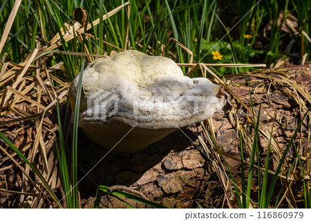 Fomes fomentarius mushroom on the trunk of an old poplar on a summer day Fomes fomentarius mushroom on the trunk of an old poplar on a summer day 116860979