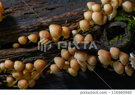 inedible fungus grows in forests, Central Europe, Mycena renati 116860980
