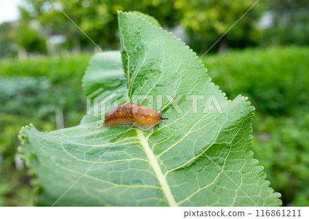 slug, arion vulgaris eating a lettuce leaf in the garden, snails damage leaves in the vegetable patch, pest on home-grown vegetables 116861211